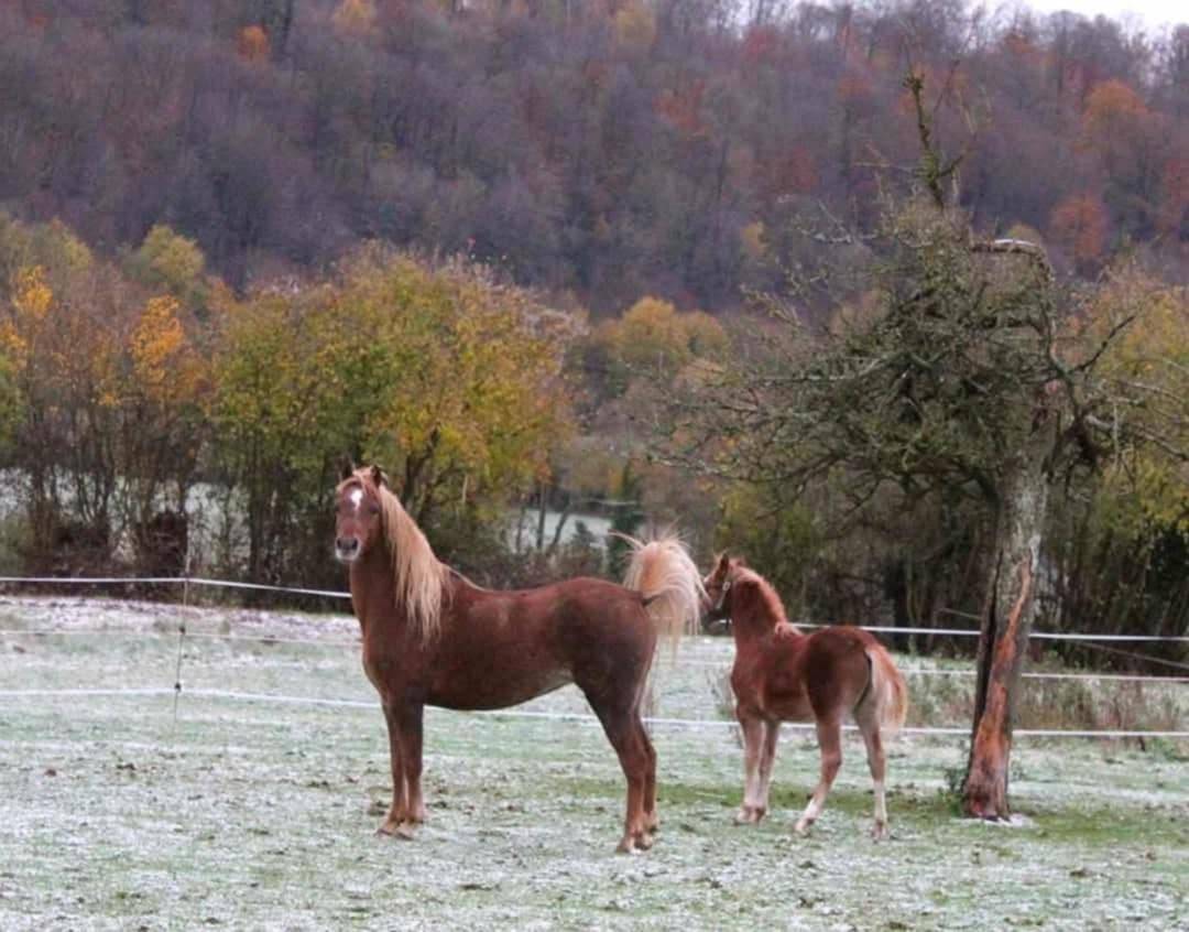Broodmare Welsh Pony (Section B) For sale 2013 Chesnut