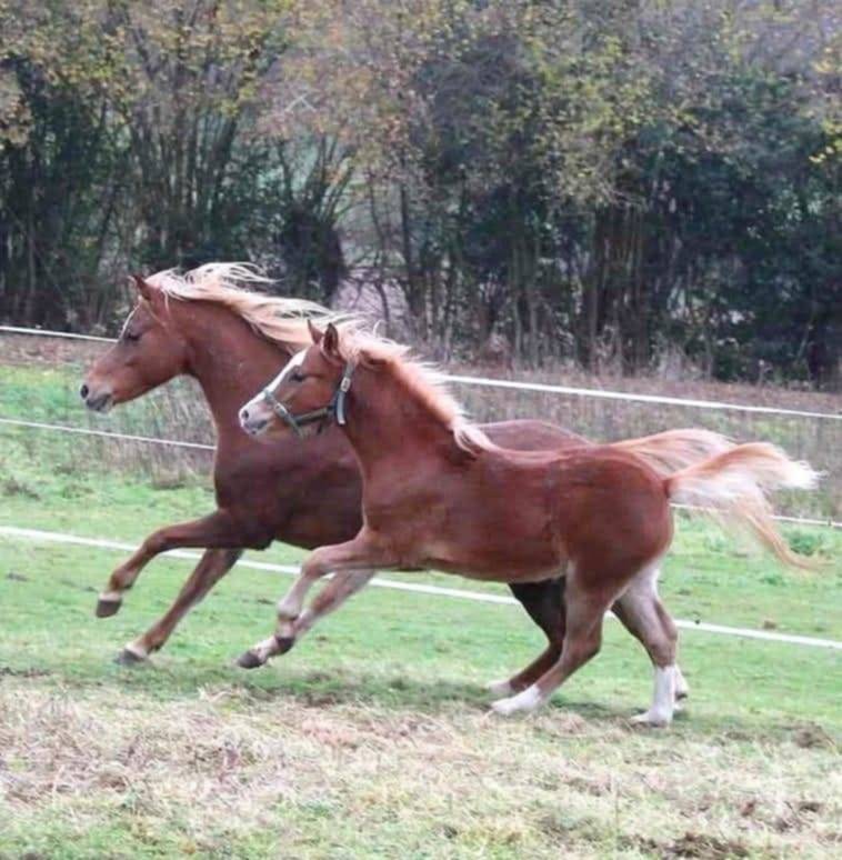 Broodmare Welsh Pony (Section B) For sale 2013 Chesnut
