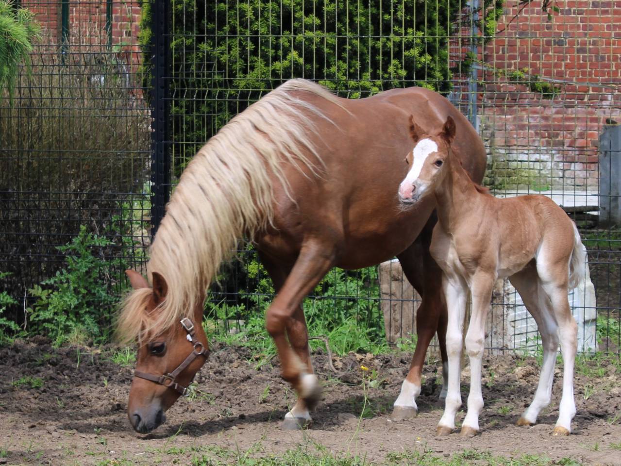 Broodmare Welsh Pony (Section B) For sale 2013 Chesnut