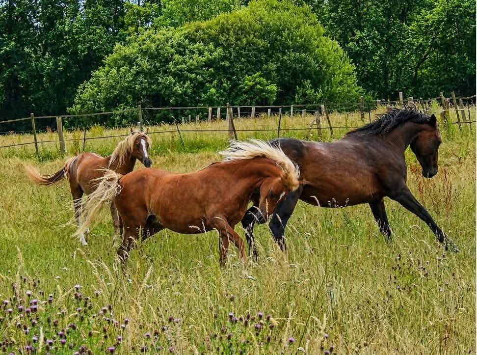 Broodmare Welsh Pony (Section B) For sale 2013 Chesnut