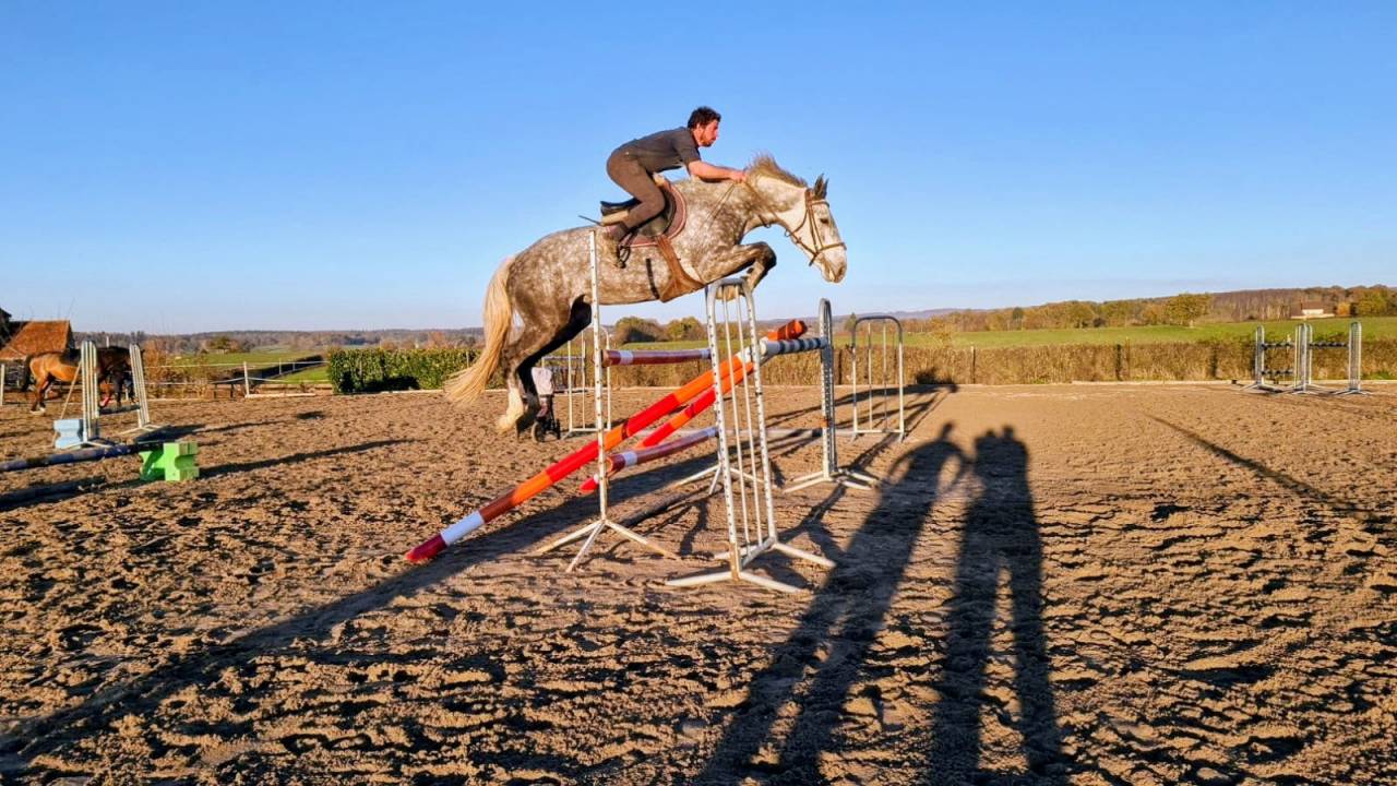 Broodmare Zangersheide For sale 2014 Grey