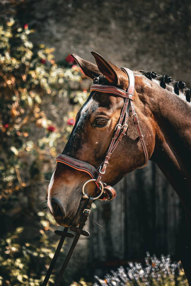 Mare French Saddle Pony For sale 2021 Bay