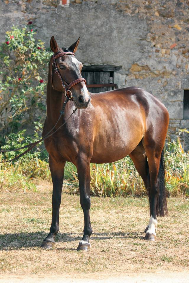 Mare French Saddle Pony For sale 2021 Bay