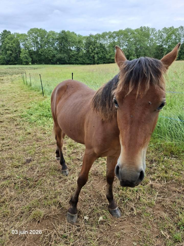 Gelding New Forest For sale 2025 Bay