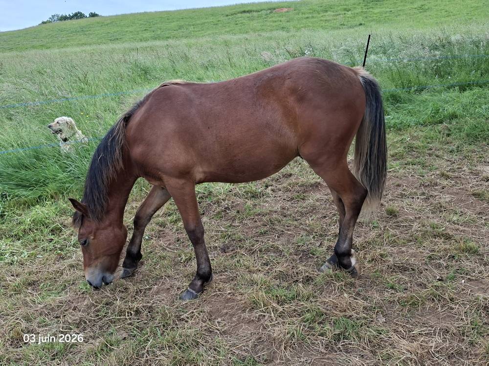 Gelding New Forest For sale 2025 Bay