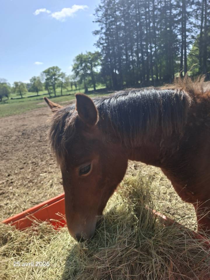 Gelding New Forest For sale 2025 Bay
