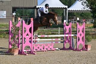 Gelding Selle Fran&ccedil;ais For sale 2020 Chesnut