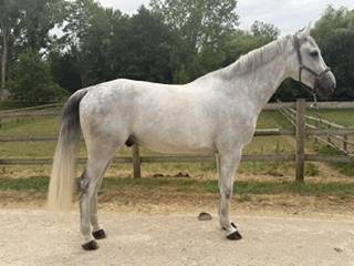 Gelding Zangersheide For sale 2018 Grey
