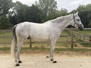 Gelding Zangersheide For sale 2018 Grey