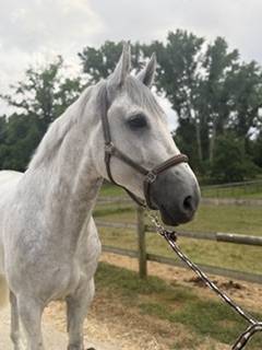 Gelding Zangersheide For sale 2018 Grey