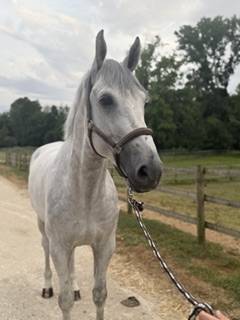 Gelding Zangersheide For sale 2018 Grey