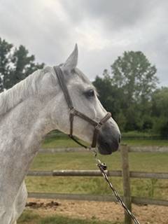 Gelding Zangersheide For sale 2018 Grey