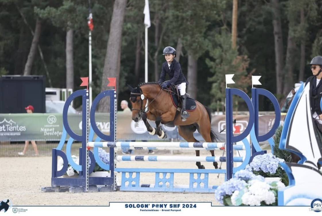Mare Welsh Part Bred For sale 2019 Bay