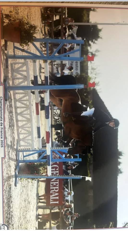 Mare Welsh Part Bred For sale 2019 Bay