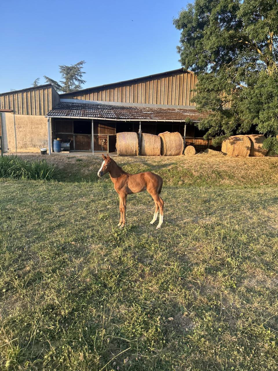 Filly Origin Recorded For sale 2026 Chesnut