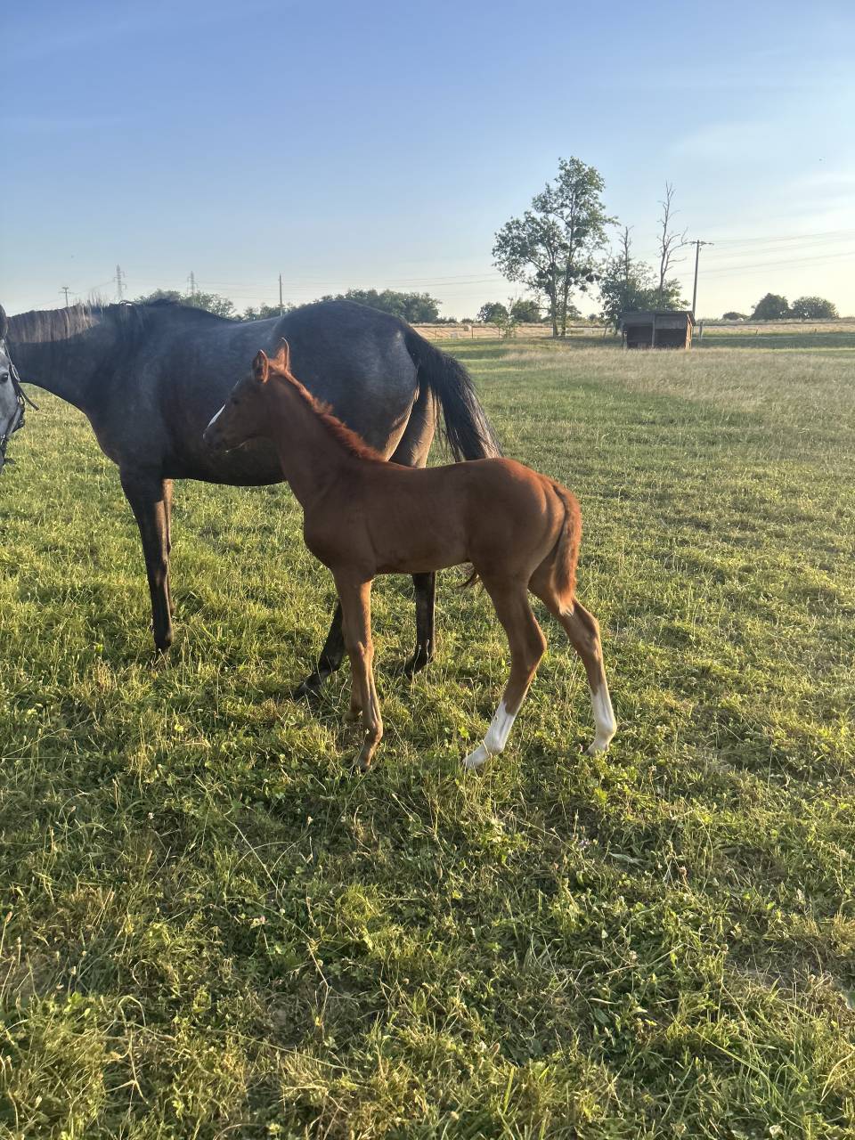 Filly Origin Recorded For sale 2026 Chesnut