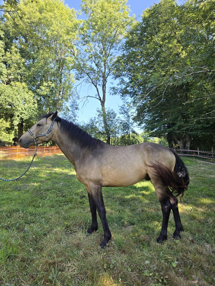 Stallion Connemara For sale 2022 Buckskin