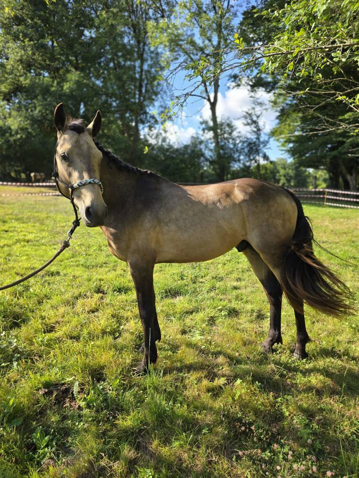 Stallion Connemara For sale 2022 Buckskin