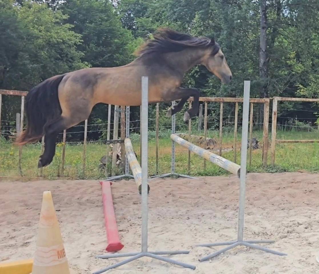 Stallion Connemara For sale 2022 Buckskin
