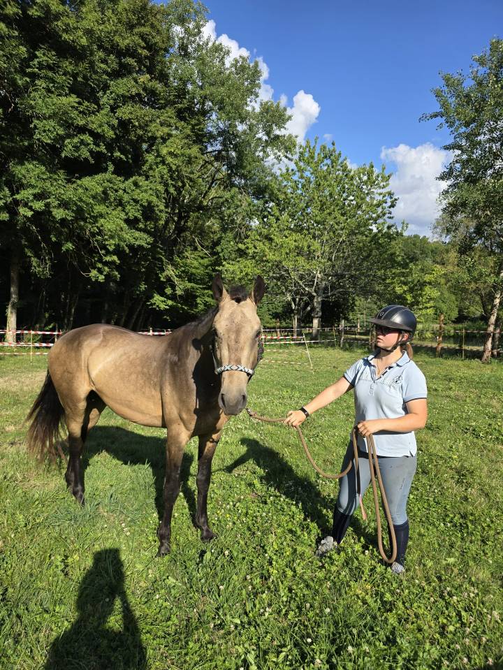 Stallion Connemara For sale 2022 Buckskin