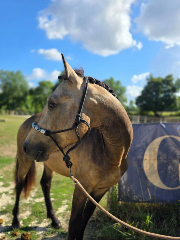 Stallion Connemara For sale 2022 Buckskin
