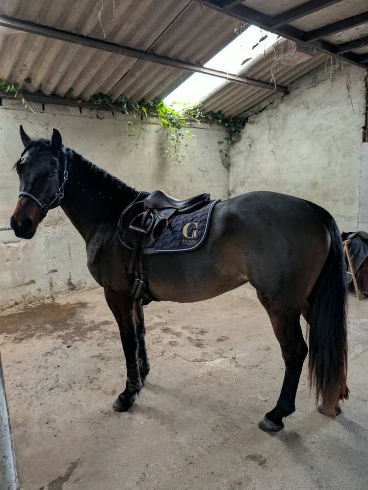 Mare Connemara For sale 2015 Bay
