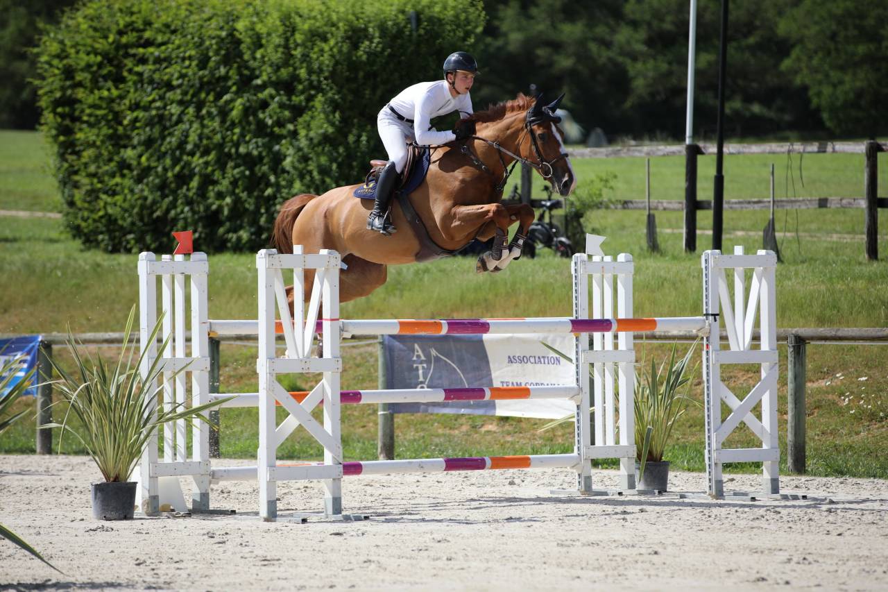 Mare Selle Fran&ccedil;ais For sale 2019 Liver chestnut