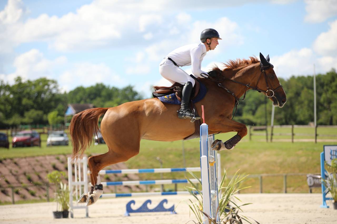 Mare Selle Fran&ccedil;ais For sale 2019 Liver chestnut