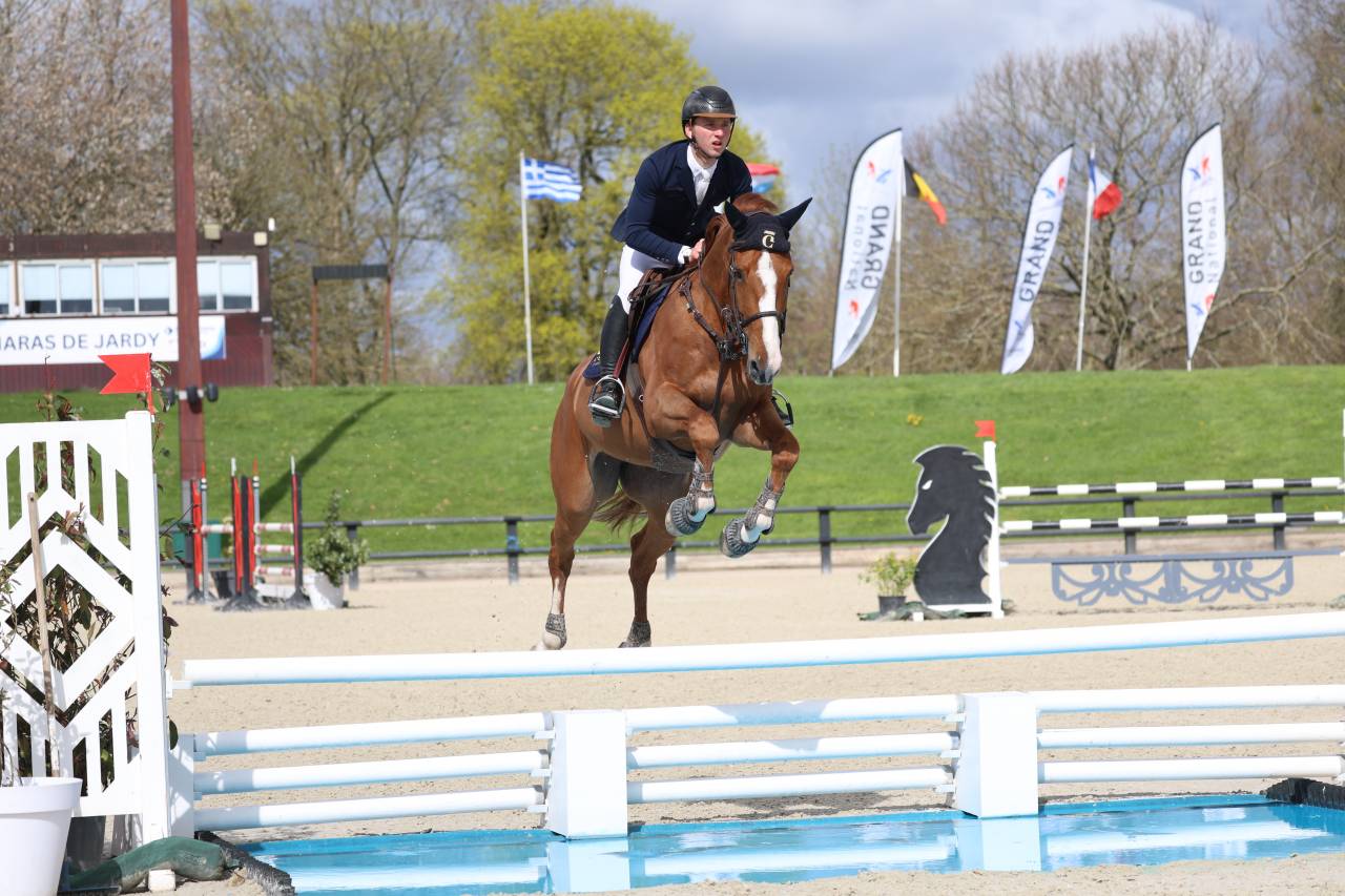 Mare Selle Fran&ccedil;ais For sale 2019 Liver chestnut