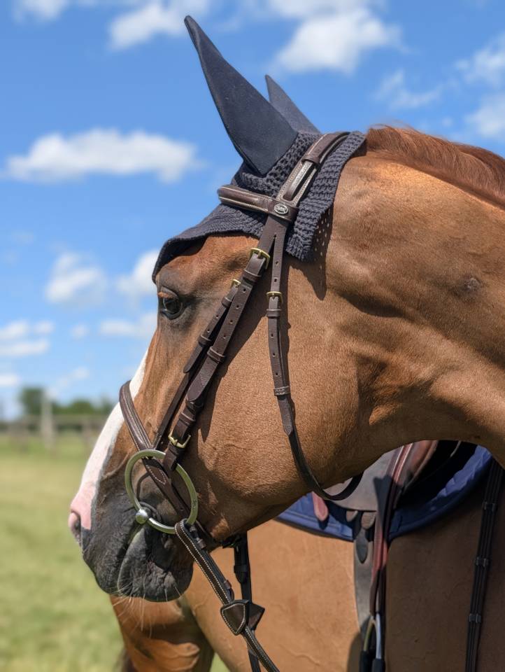 Mare Selle Fran&ccedil;ais For sale 2019 Liver chestnut