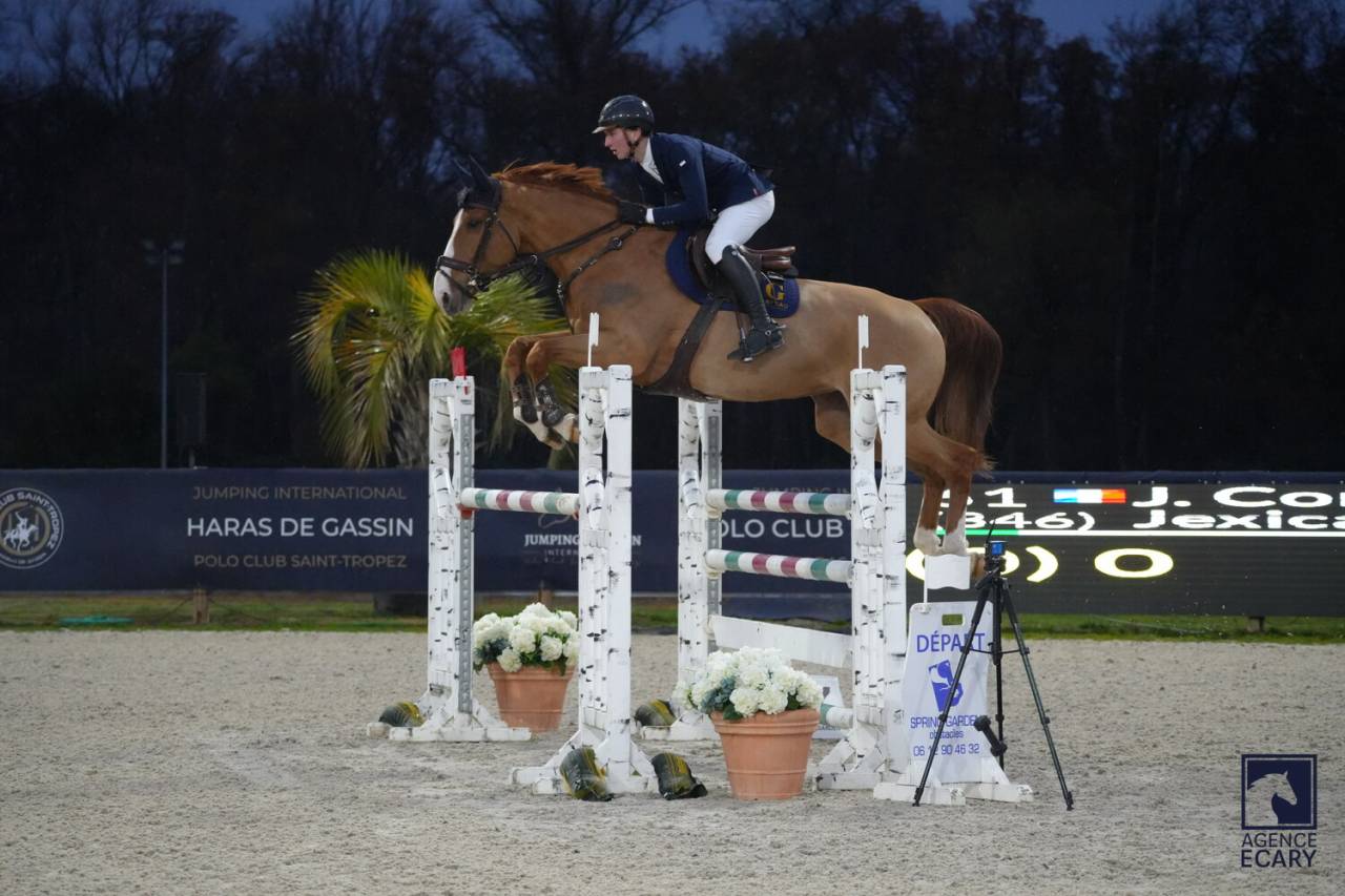 Mare Selle Fran&ccedil;ais For sale 2019 Liver chestnut