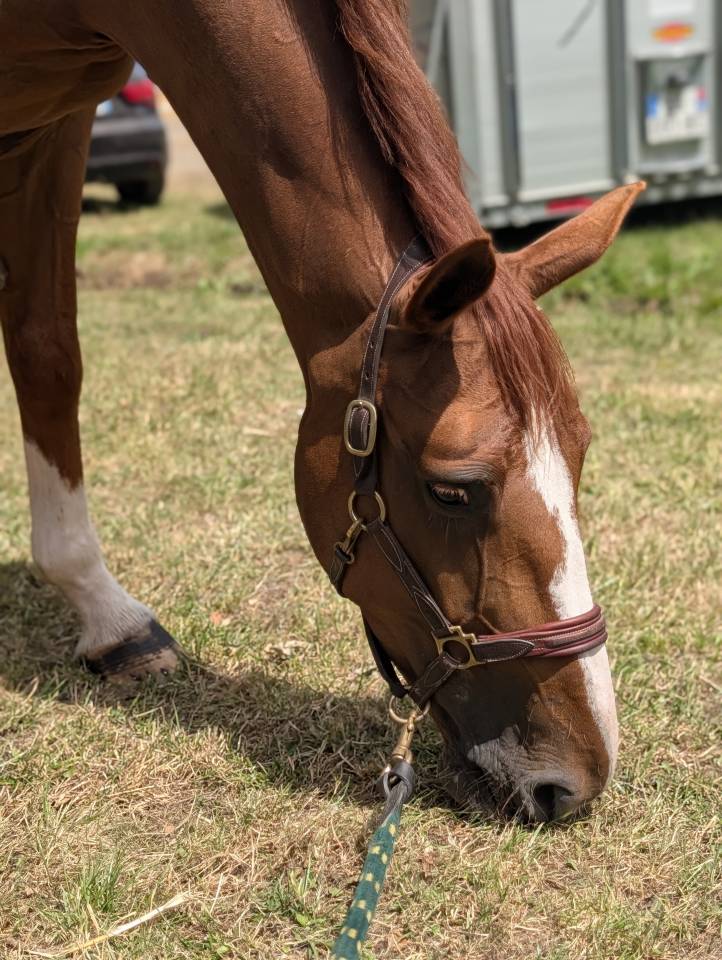 Mare Selle Fran&ccedil;ais For sale 2019 Liver chestnut