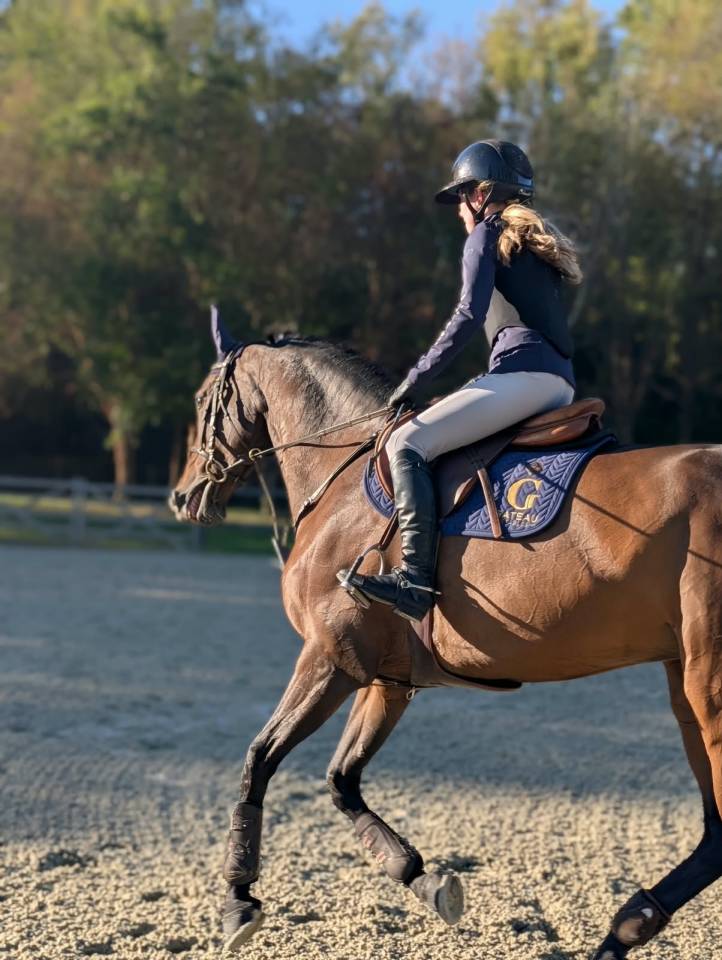Mare Selle Fran&ccedil;ais For sale 2017 Bay
