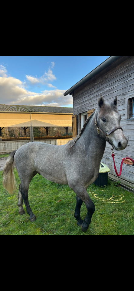 Entire Connemara For sale 2024 Grey