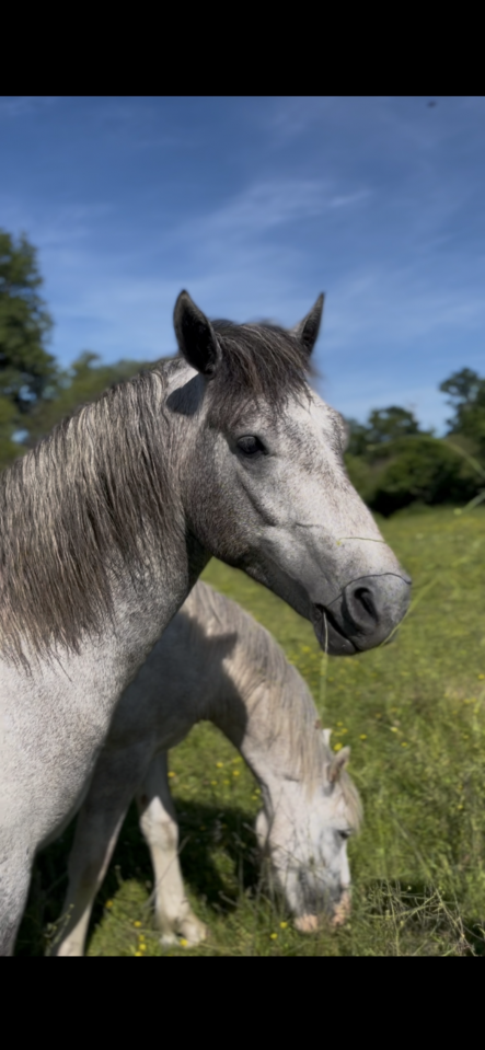 Entire Connemara For sale 2024 Grey