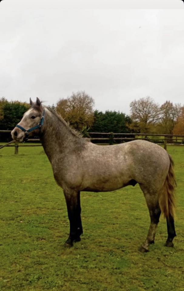Entire Connemara For sale 2024 Grey