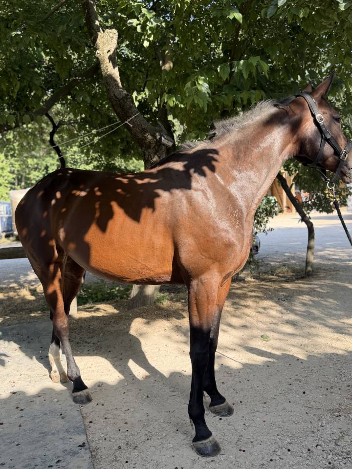 Mare Selle Fran&ccedil;ais For sale 2021 Bay