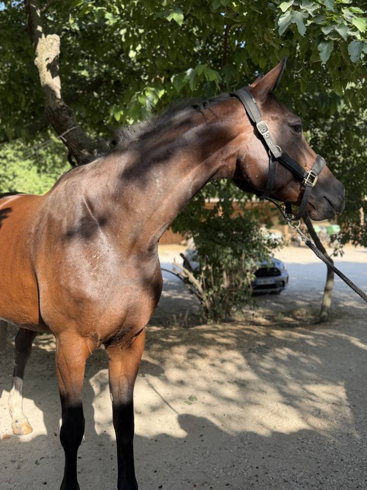 Mare Selle Fran&ccedil;ais For sale 2021 Bay