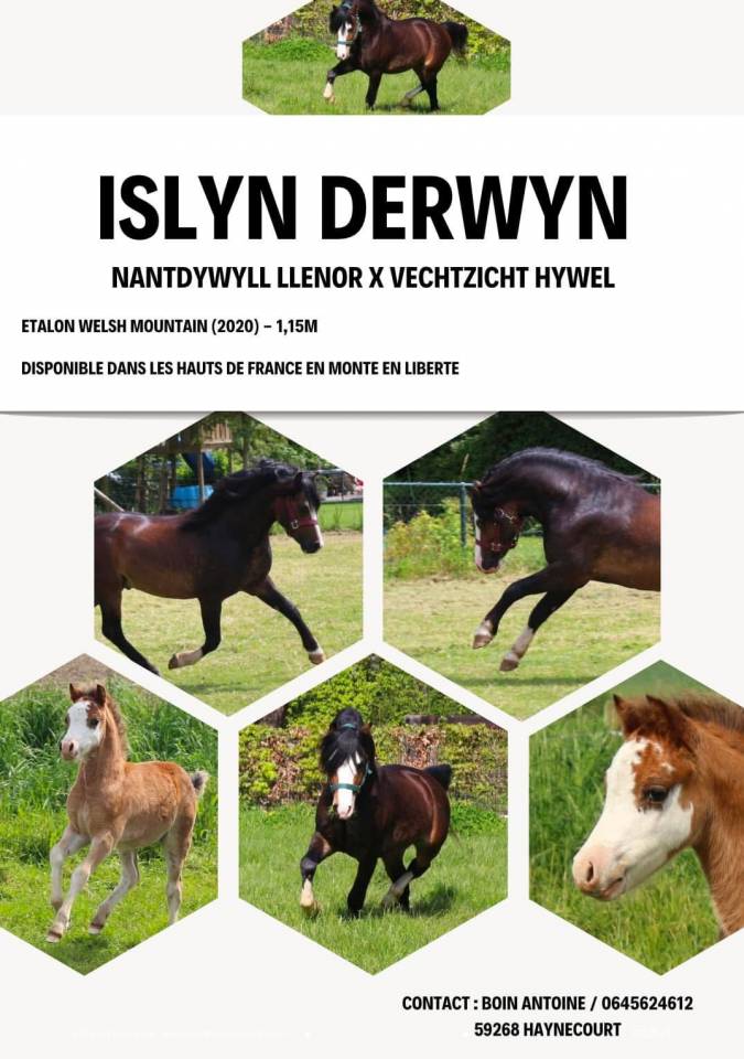 Colt Origin Recorded For sale 2026 Chesnut