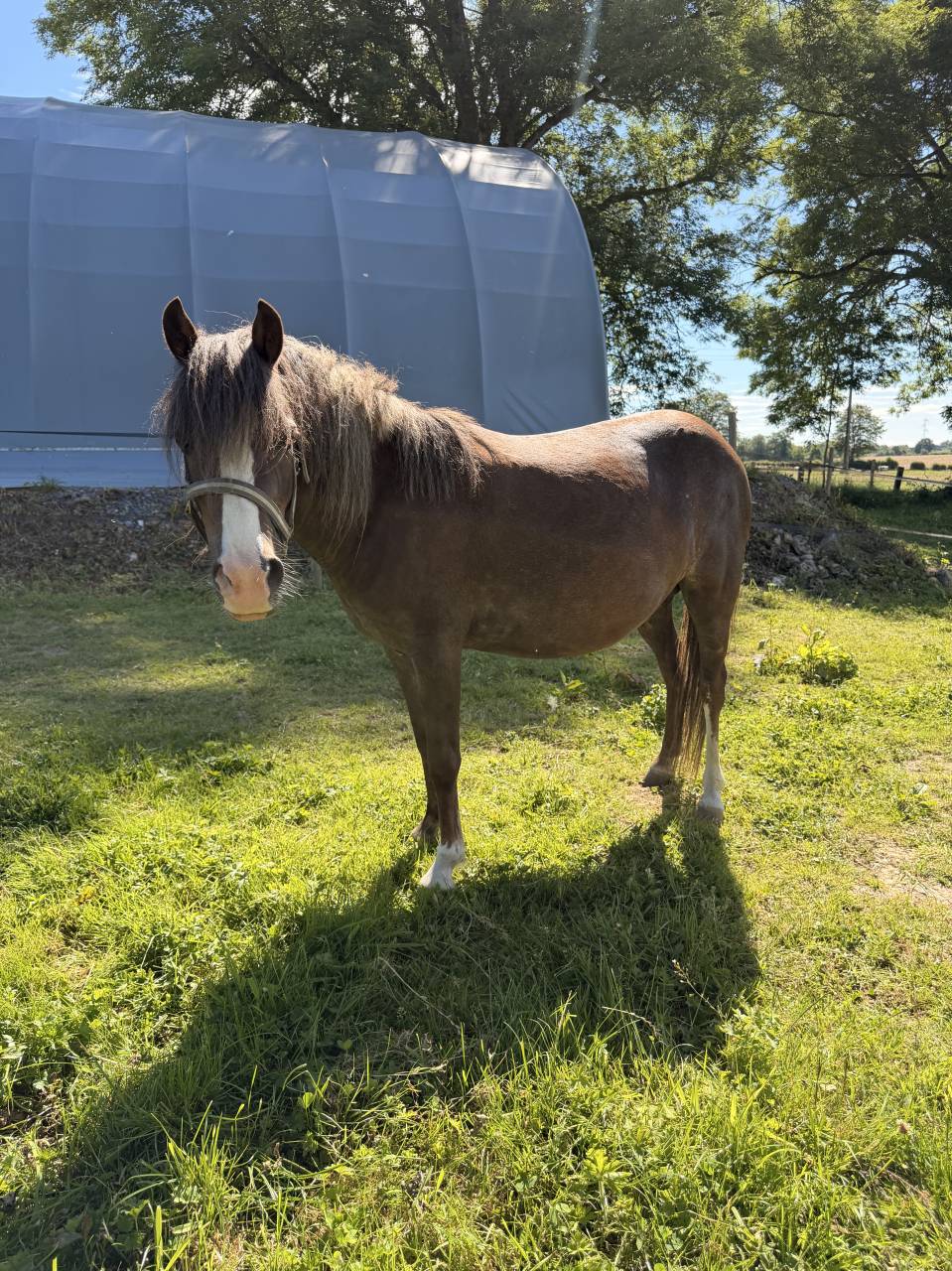 Colt Origin Recorded For sale 2026 Chesnut