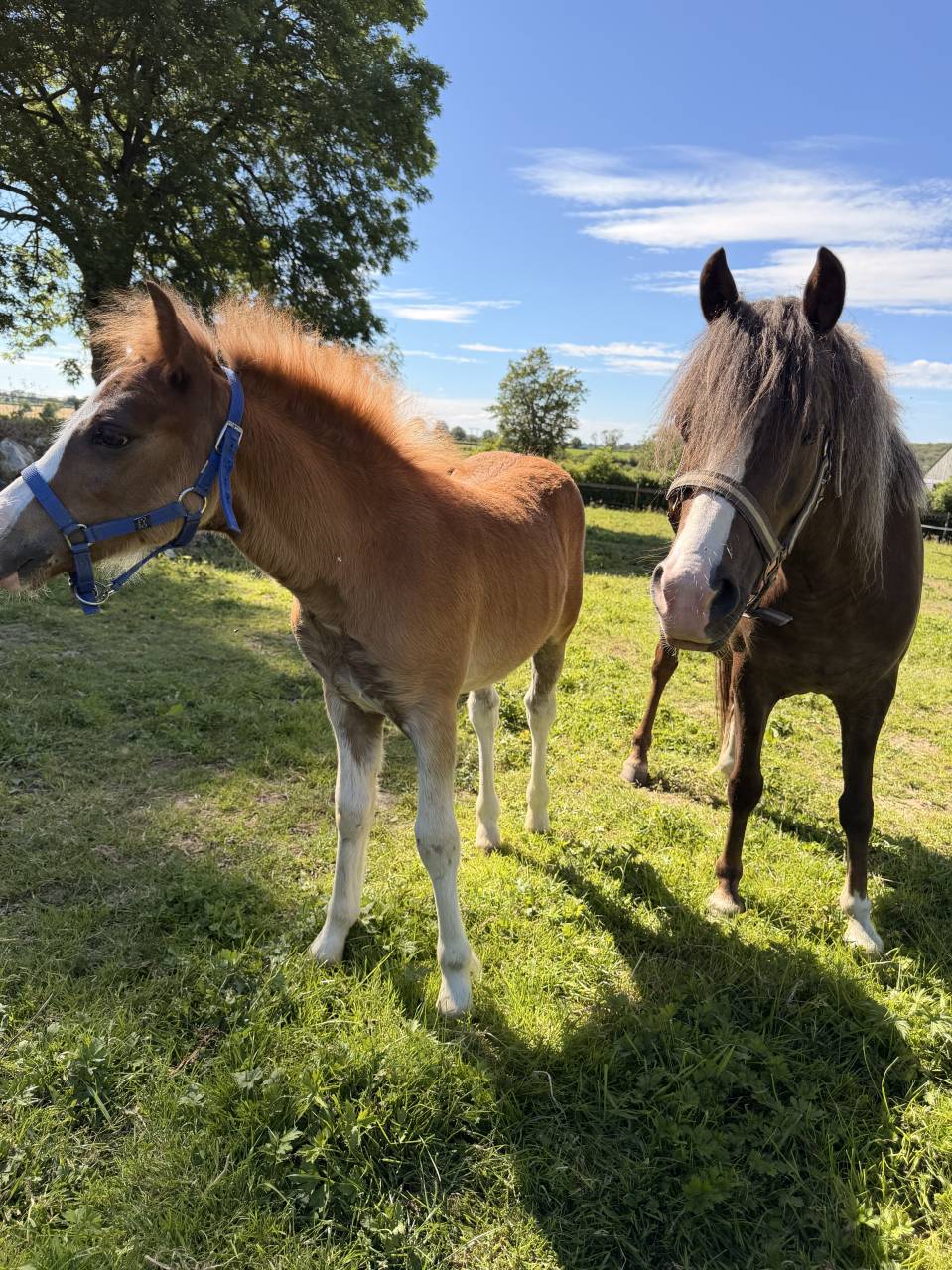 Colt Origin Recorded For sale 2026 Chesnut