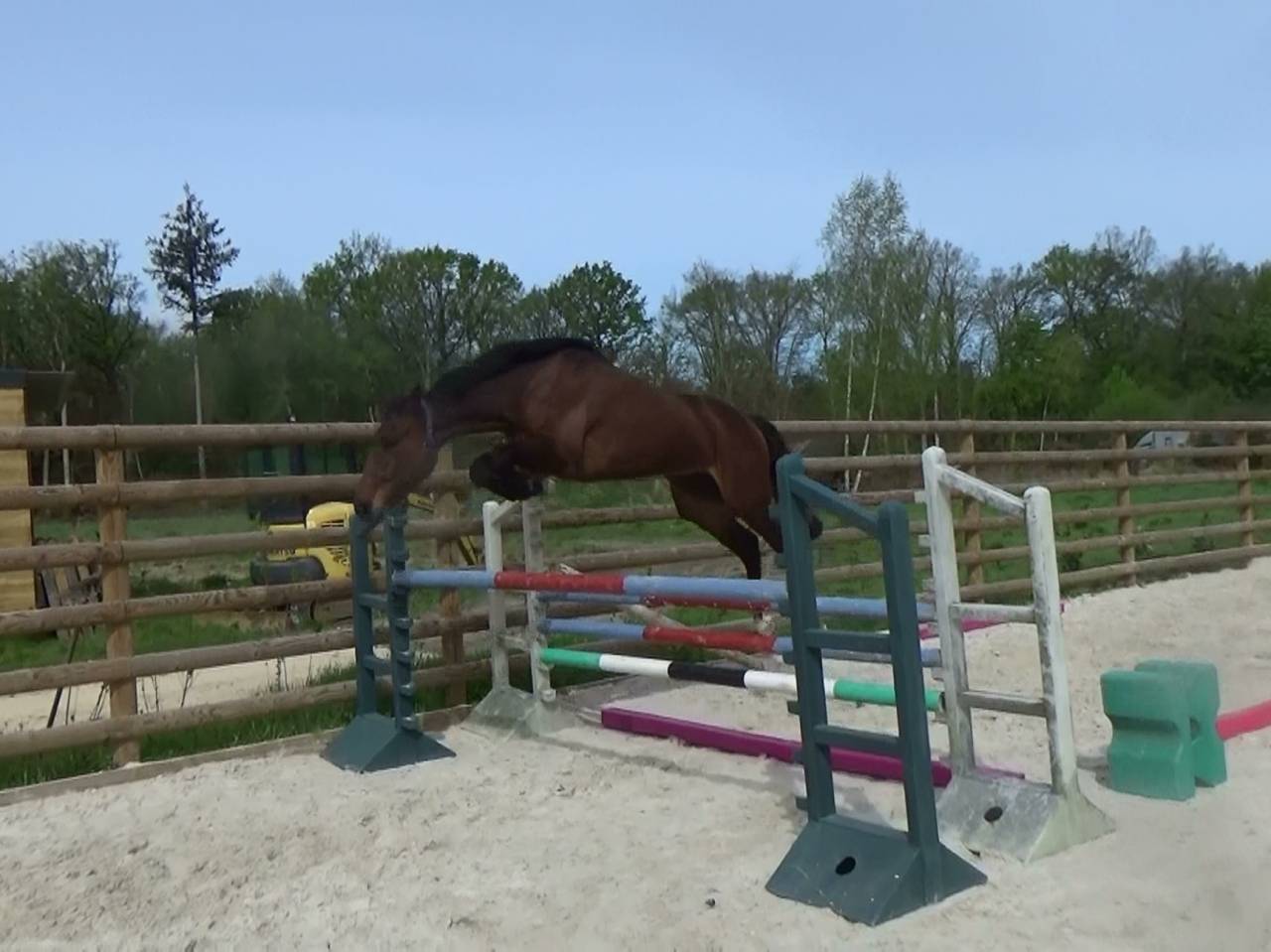 Gelding Selle Fran&ccedil;ais For sale 2022 Bay