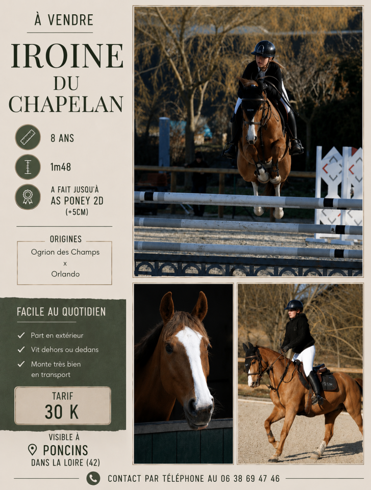 Mare French Saddle Pony For sale 2018 Chesnut