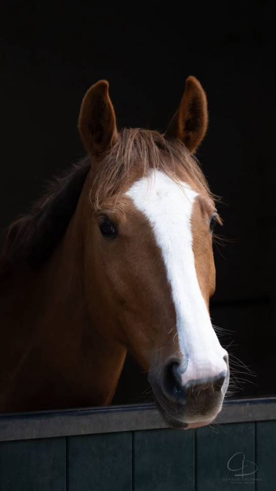 Mare French Saddle Pony For sale 2018 Chesnut