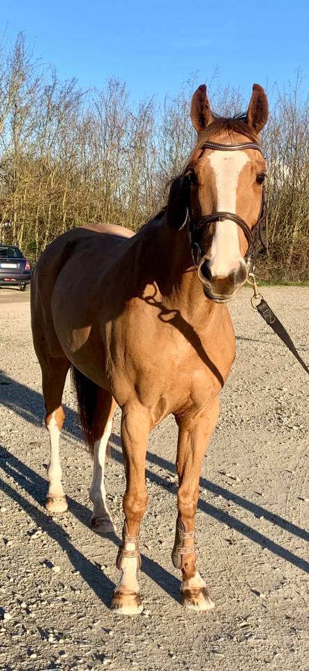 Mare French Saddle Pony For sale 2018 Chesnut