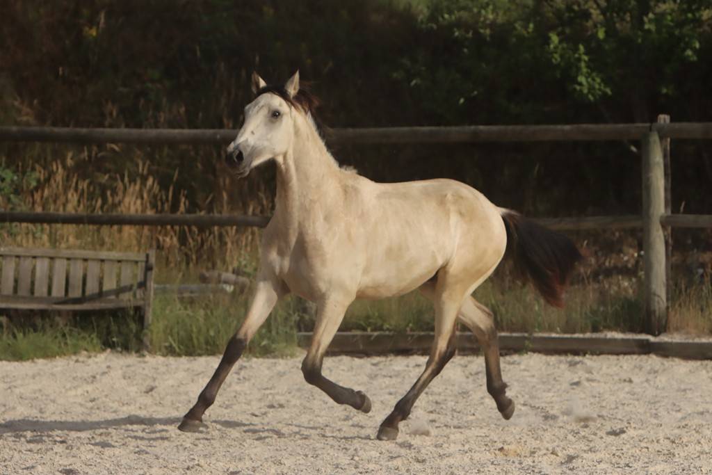 Colt Origin Recorded For sale 2025 Buckskin