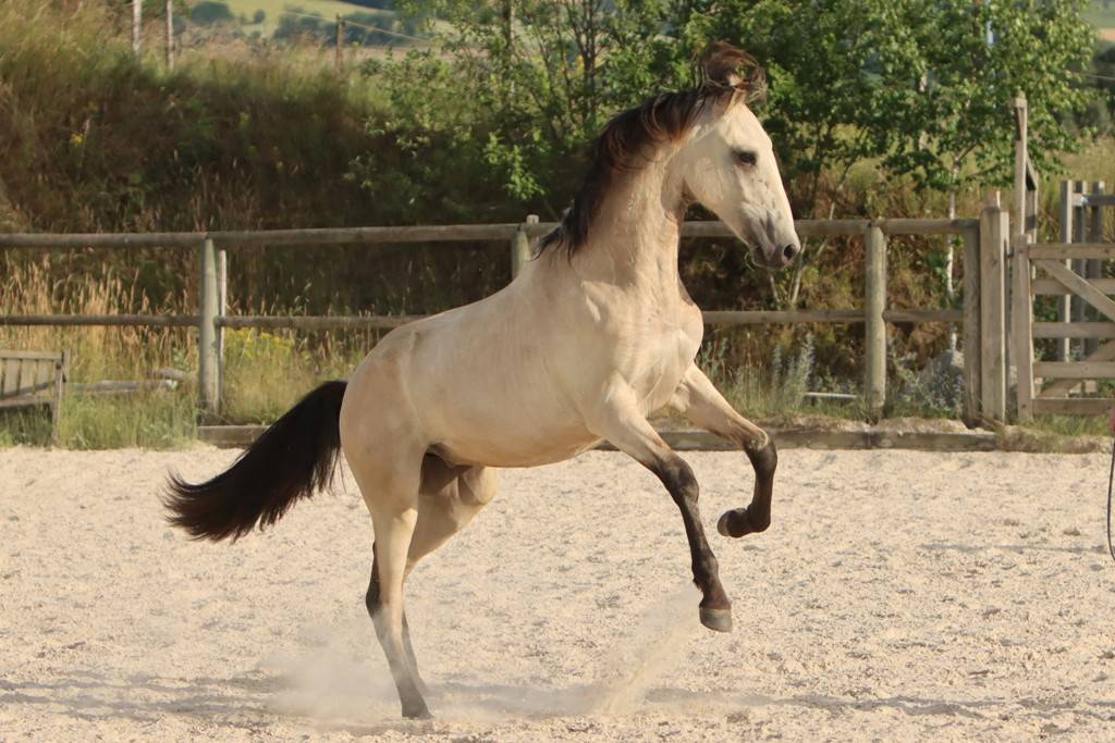 Colt Origin Recorded For sale 2025 Buckskin