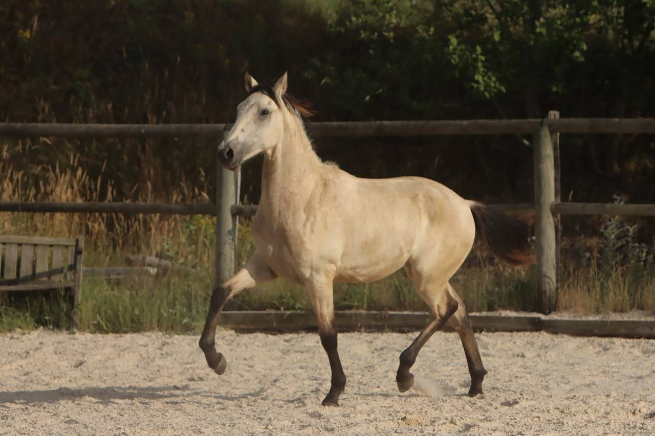 Colt Origin Recorded For sale 2025 Buckskin