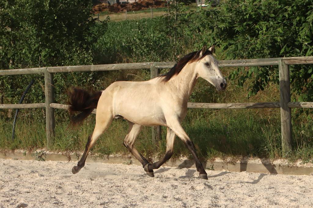 Colt Origin Recorded For sale 2025 Buckskin