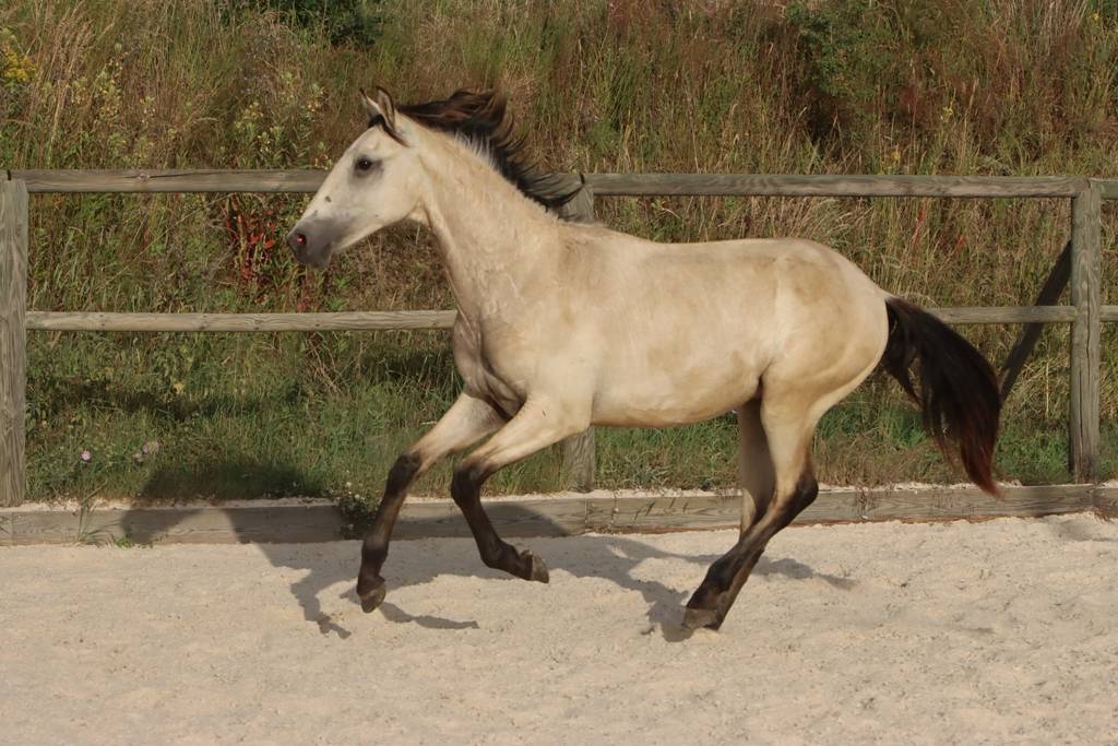 Colt Origin Recorded For sale 2025 Buckskin